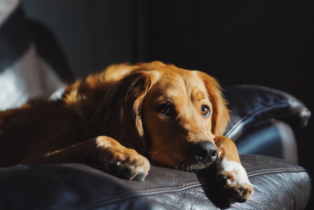 Anxious Pets